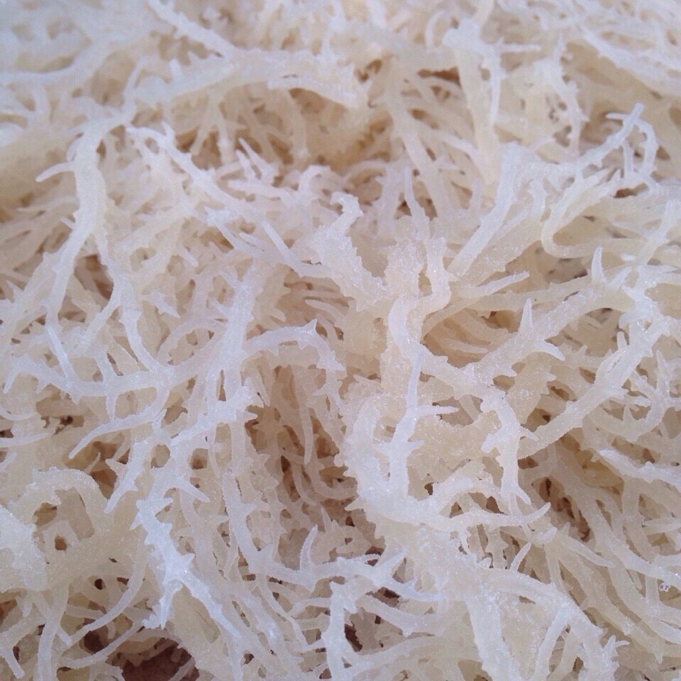 фукус морской виноград. кораллы на берегу моря. морской гребешок капуста. белые водоросли съедобные. ледяной гриб тремелла сухой.