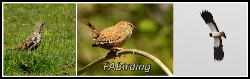 FABirding