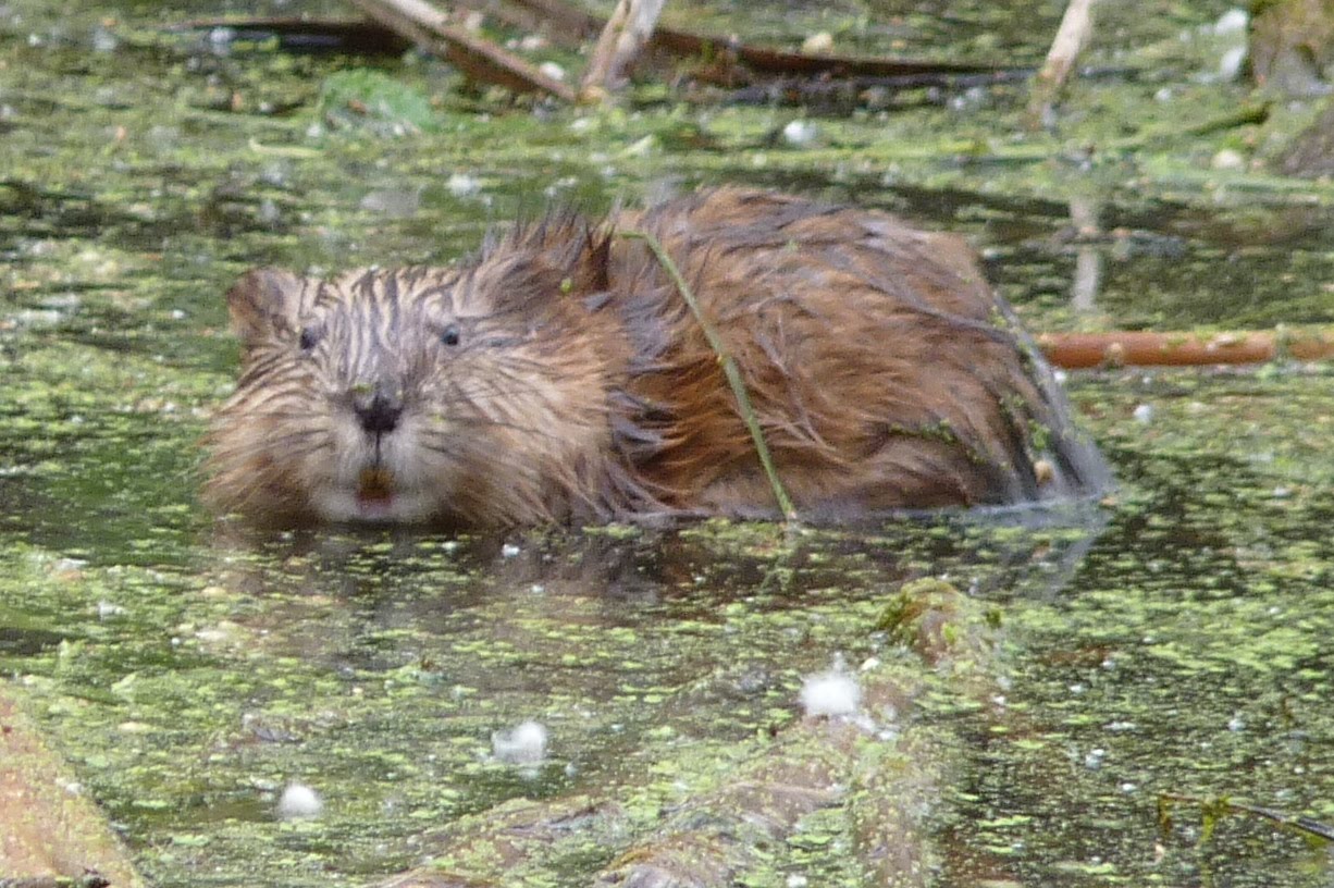 The Greenbelt More Muskrat
