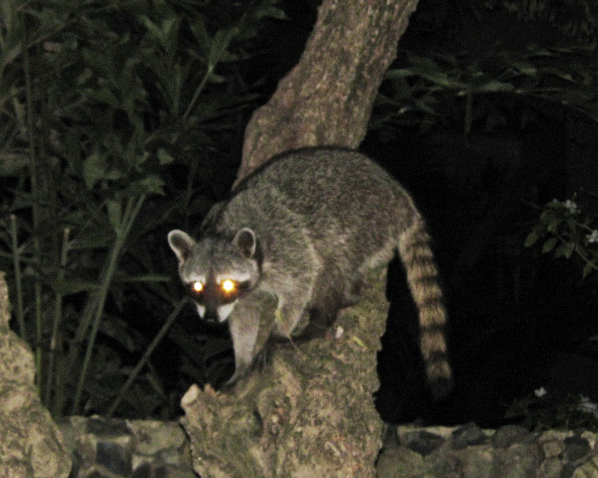 Tamarindo, Costa Rica Daily Photo: Raccoon at night