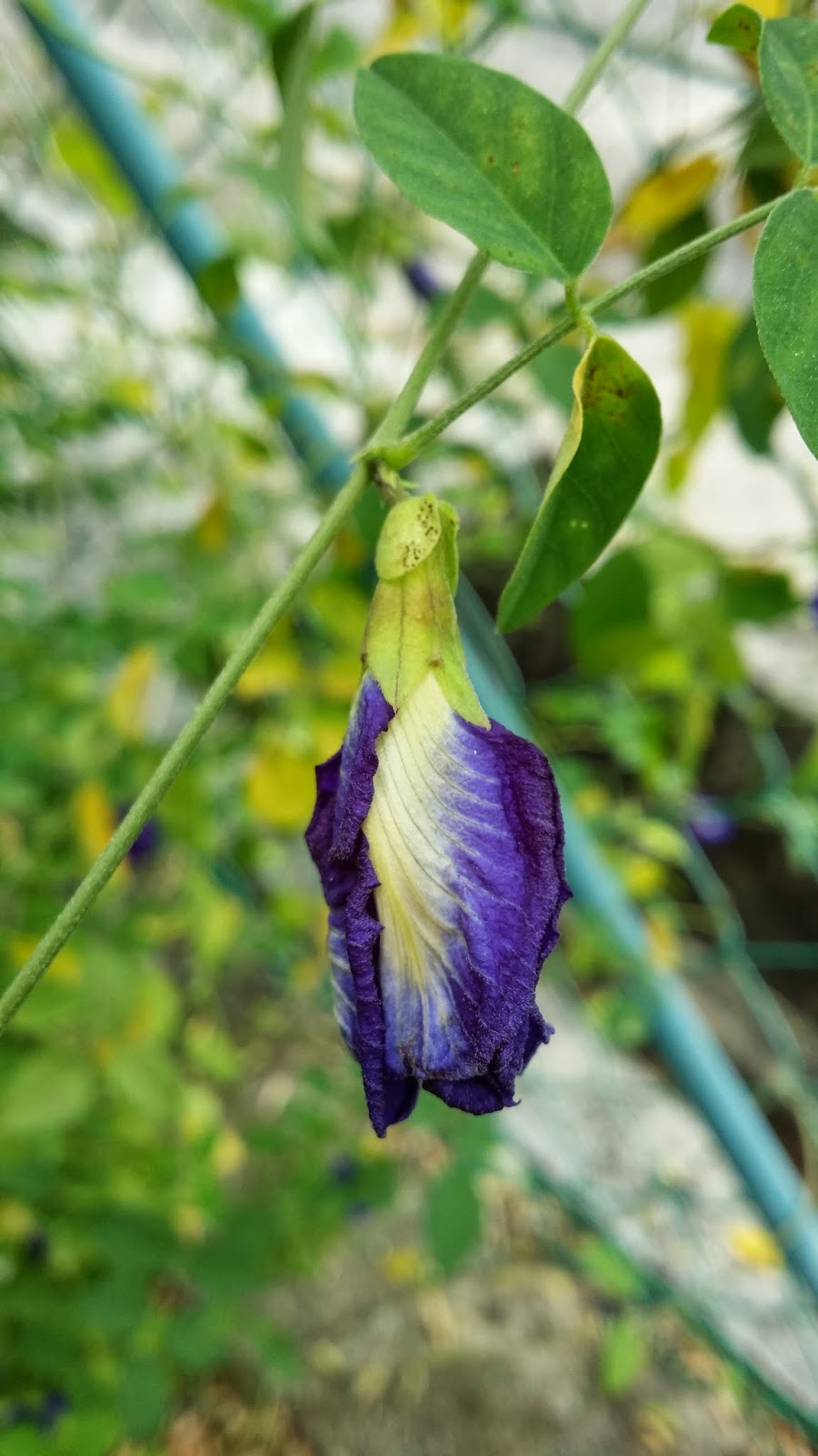 Bunga Telang Kering Tahan Berapa Lama Terbaru