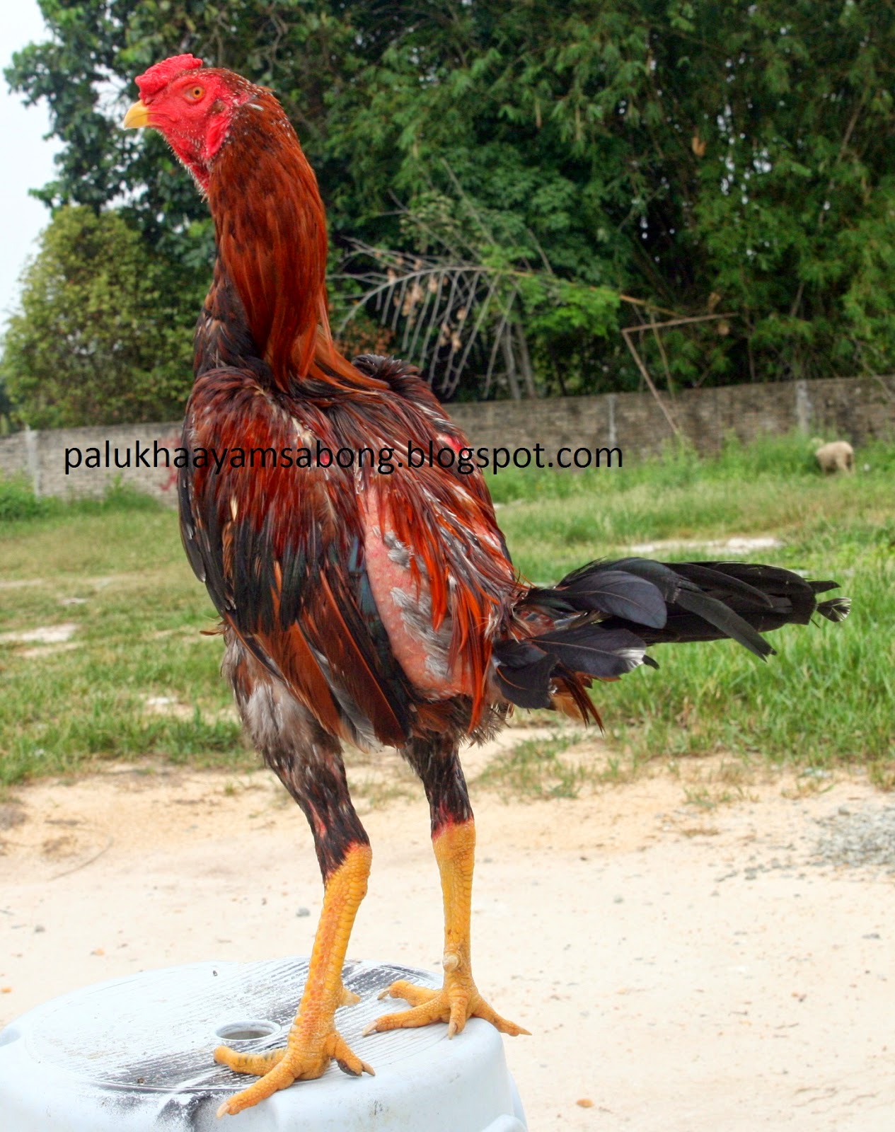 AYAM LAGA NO1 THAI: ANAK MUDA