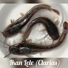 Morfologi dan Klasifikasi Ikan Lele (Clarias)