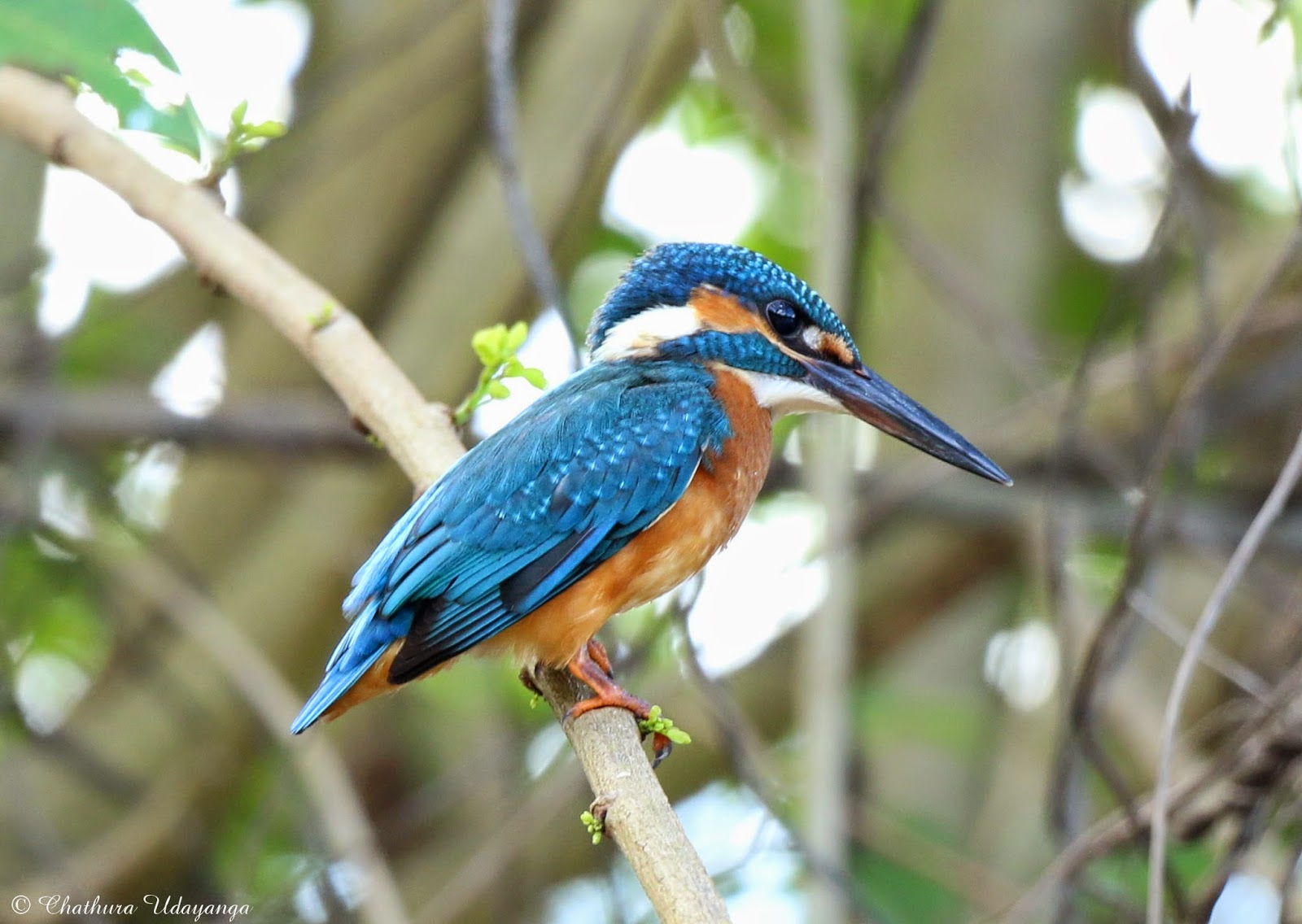 Nature Of Srilanka: පොදු මල් පිලිහුඩුවා - Common Kingfisher (Alcedo atthis)