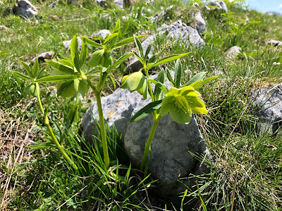 Helleborus viridis Helleborus viridis
