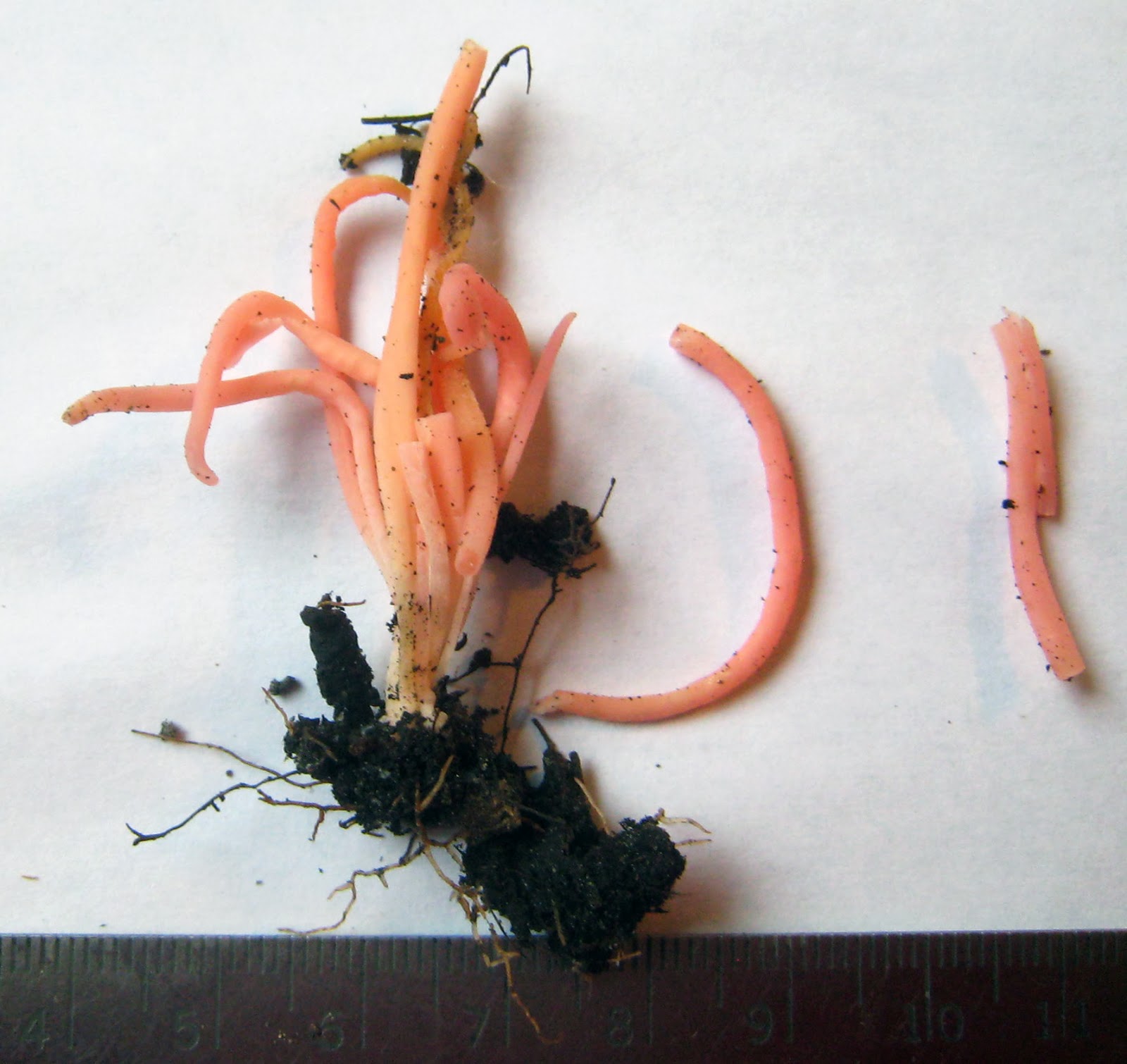 Clavaria rosea Clavaria rosea fades
