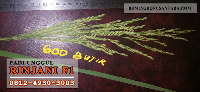 Padi Unggul Rinjani F1, Potensi Hasil Hingga 12 Ton Per Ha varietas padi unggul produksi tinggi, harga benih padi per kg, jenis padi unggul umur pendek, varietas padi batan, benih unggul batan, benih padi unggul 2018, benih padi batan, bibit padi unggul 2018,Rinjani F1, benih padi rinjani f1, padi unggul rinjani f1,
