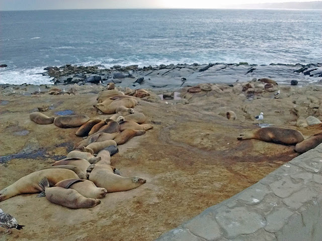 California Sea Lions on Point La Jolla California Sea Lions on Point La Jolla