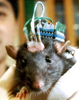 rat_brain_implant.jpg