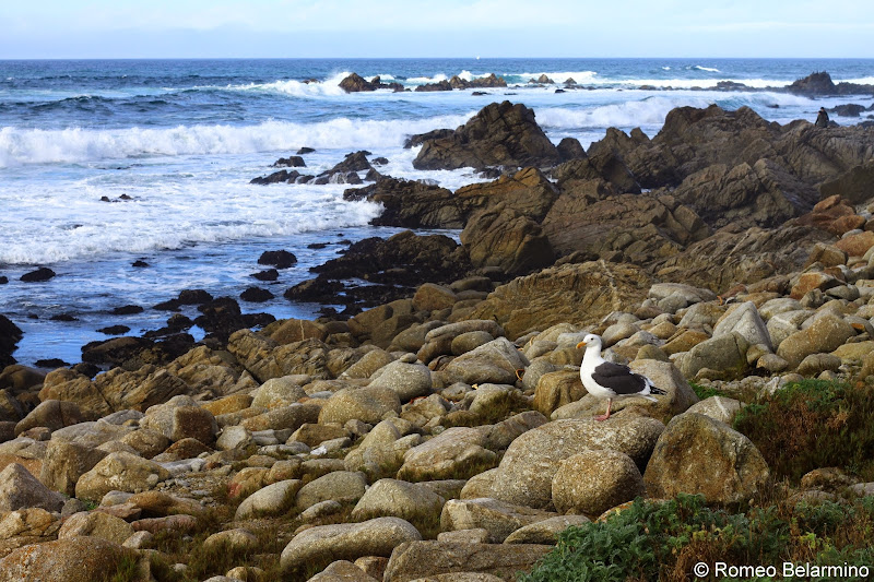 Chinese Rock 17-Mile Drive Monterey Peninsula California