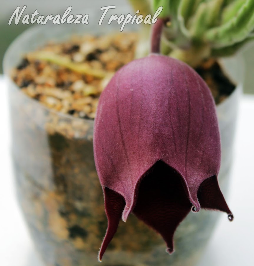 Stapelia leendertziae, una suculenta con flores de raro aspecto