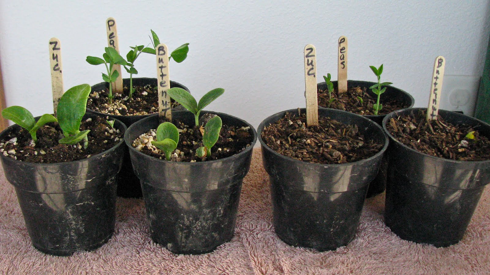 Harmony Gardens: Waterlogged Soils and Soil-less Growing Mix