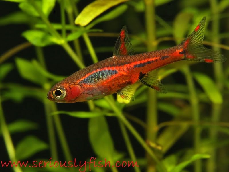 Gammbar Profil Ikan Hias Asli Indonesia, Chili Rasbora Dan Cara Merawatnya