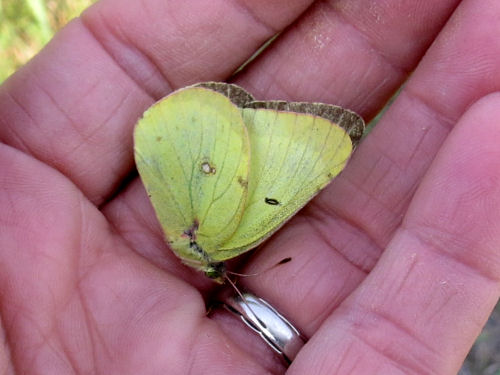 clouded sulphur butterfly