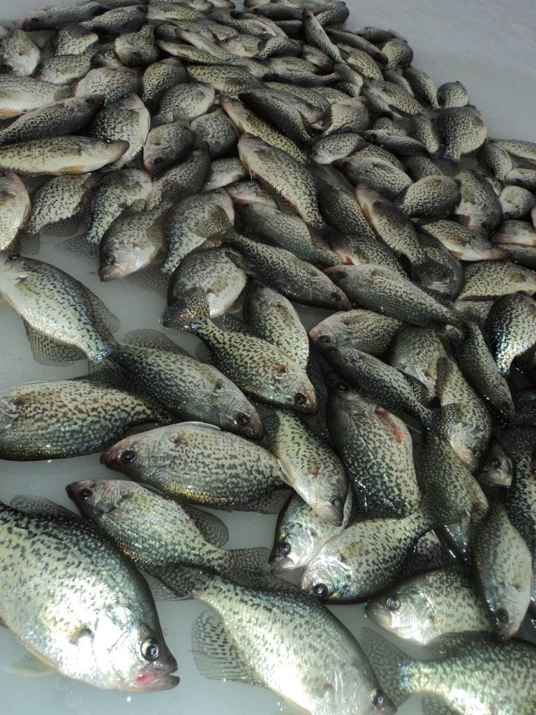 Crappie Crappies Fish