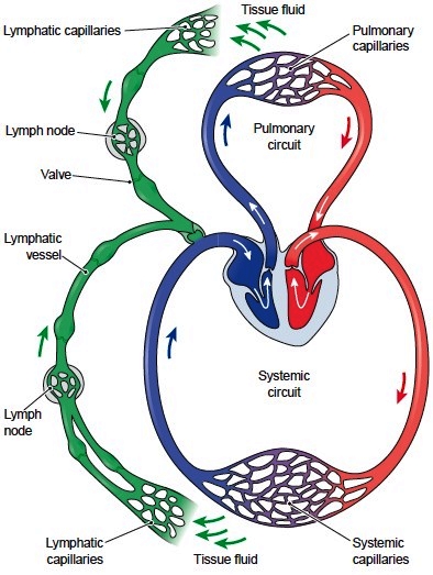 # 77 Functions of lymphatic system | Biology Notes for IGCSE 2014