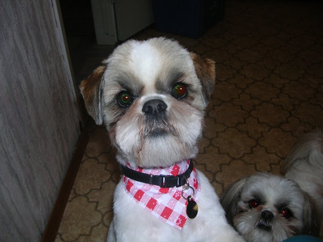 Governo dará pensão aos loucos que conversam com os shih tzu