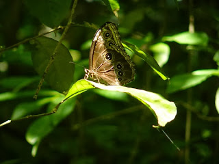 Mariposa, butterfly, 2010, Costa Rica. Inés Bravo