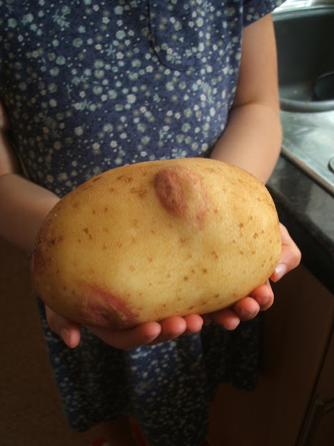 giant allotment potatoes