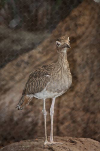 Double-Striped Thicknee Double-Striped Thicknee