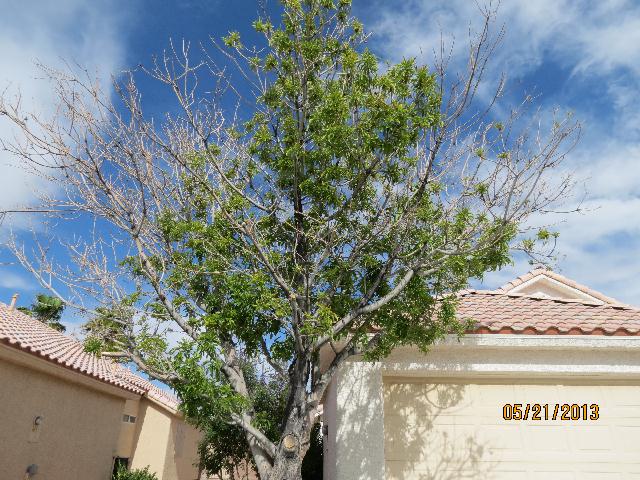 Xtremehorticulture Of The Desert Ash Back Or Decline They Ash Decline