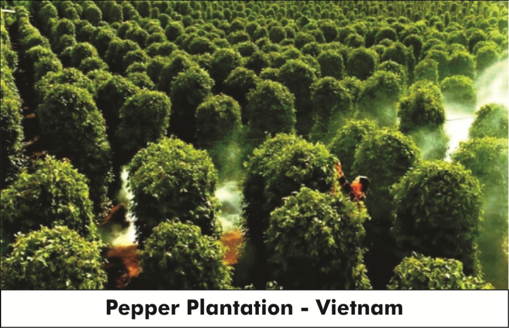 Om99 Heights Half Acre Villa Plots with Black Pepper Plantation