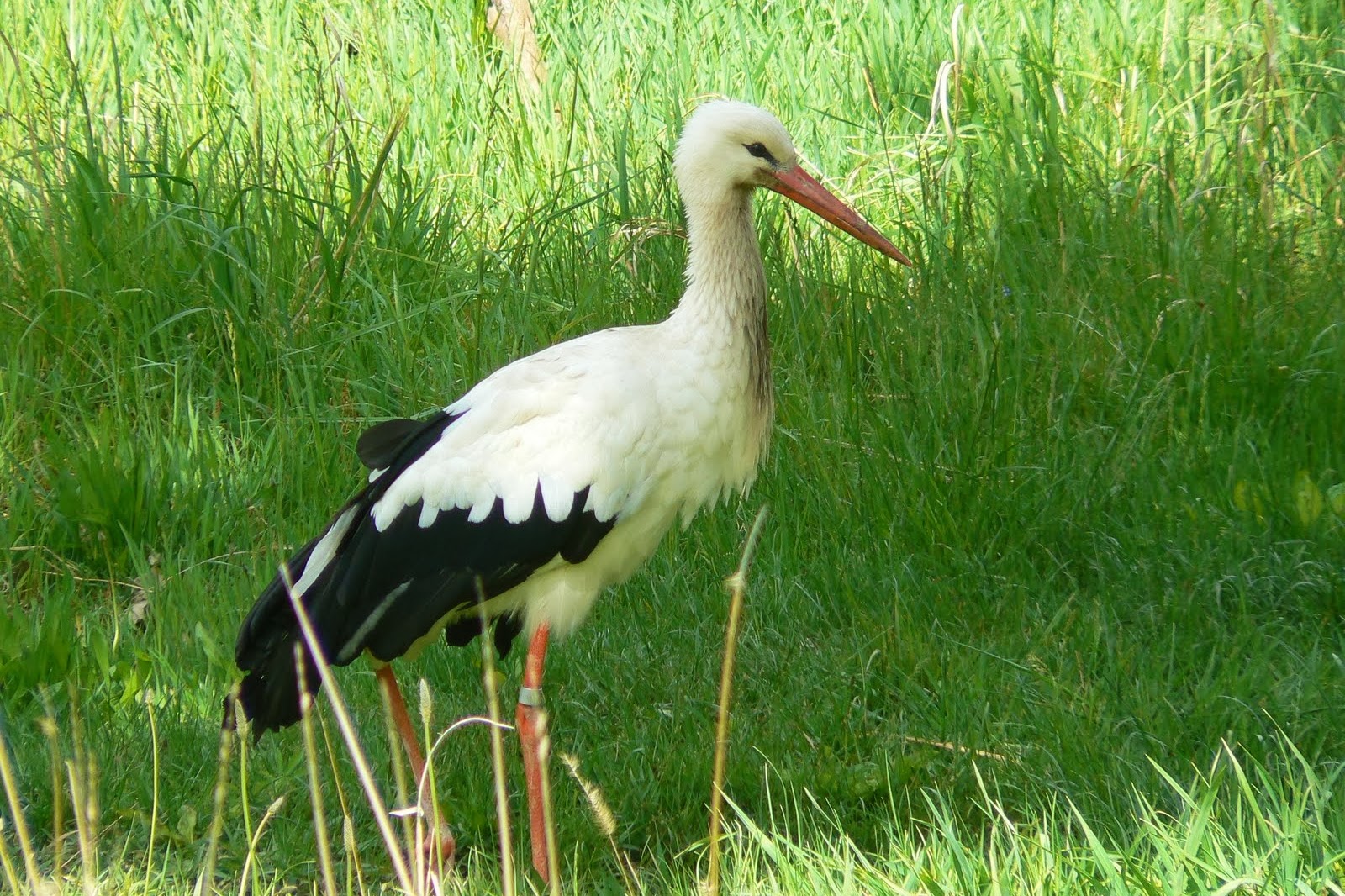 World Beautiful Birds : Stork Beautiful Birds | Information & Lates