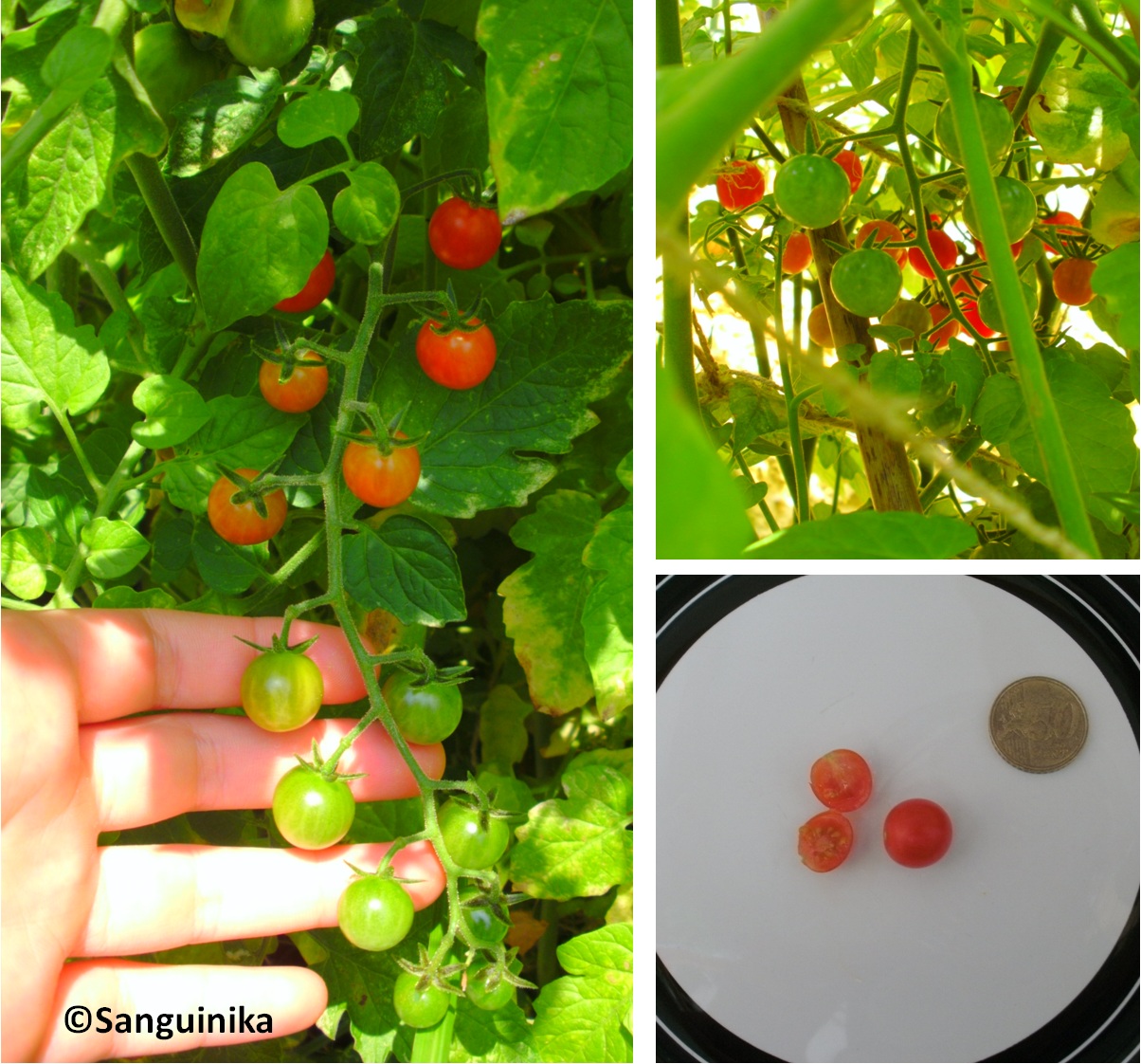 Balkon-Garten Eden: Johannisbeertomaten - gelbe Johannisbeere und ...