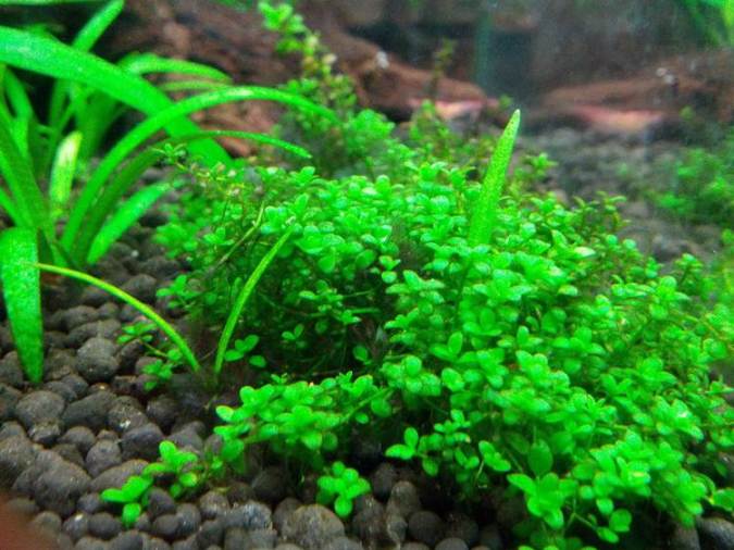 Aquascape Tanpa Tanaman