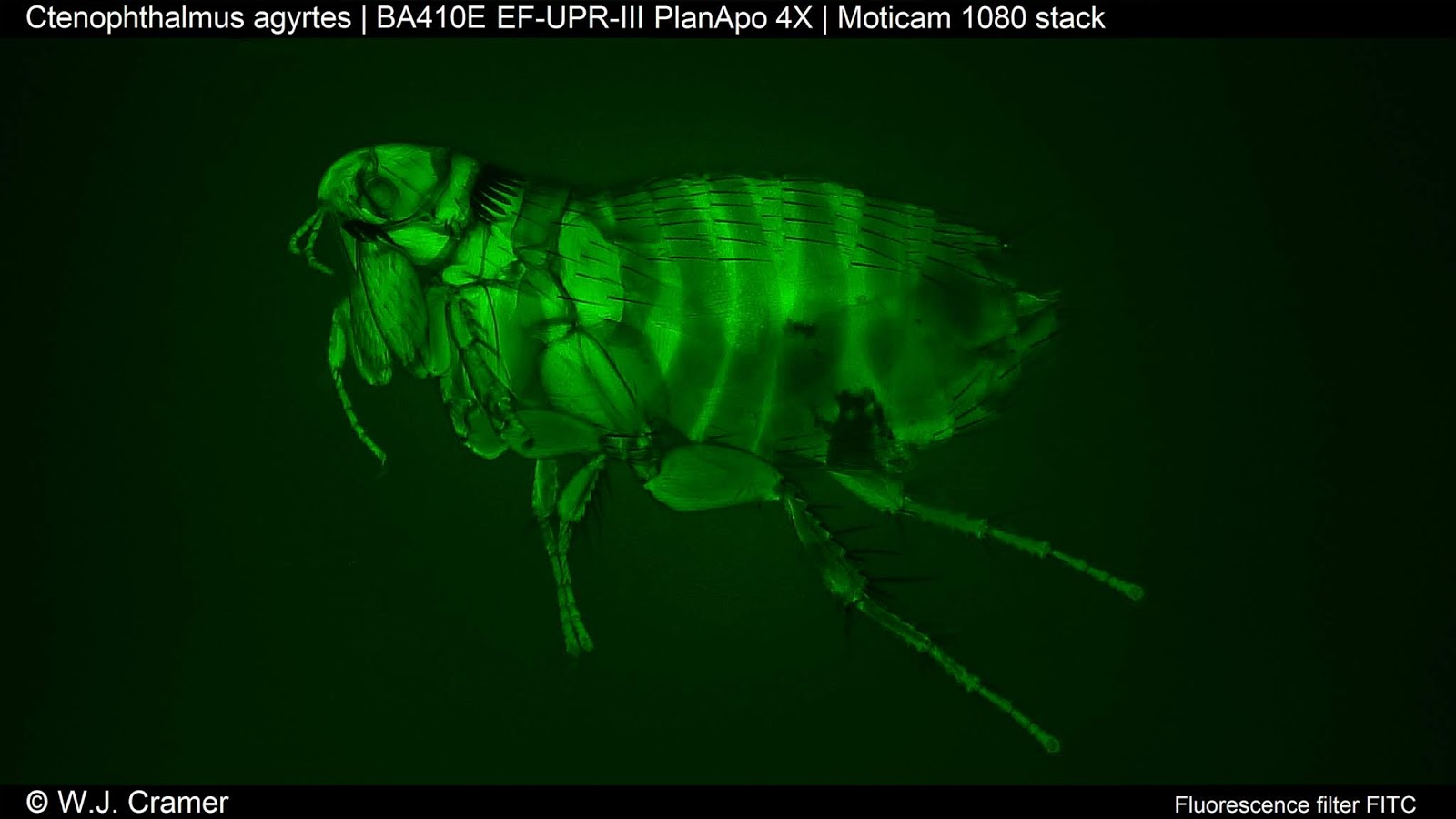 Motic Europe Blog A fluorescent flea