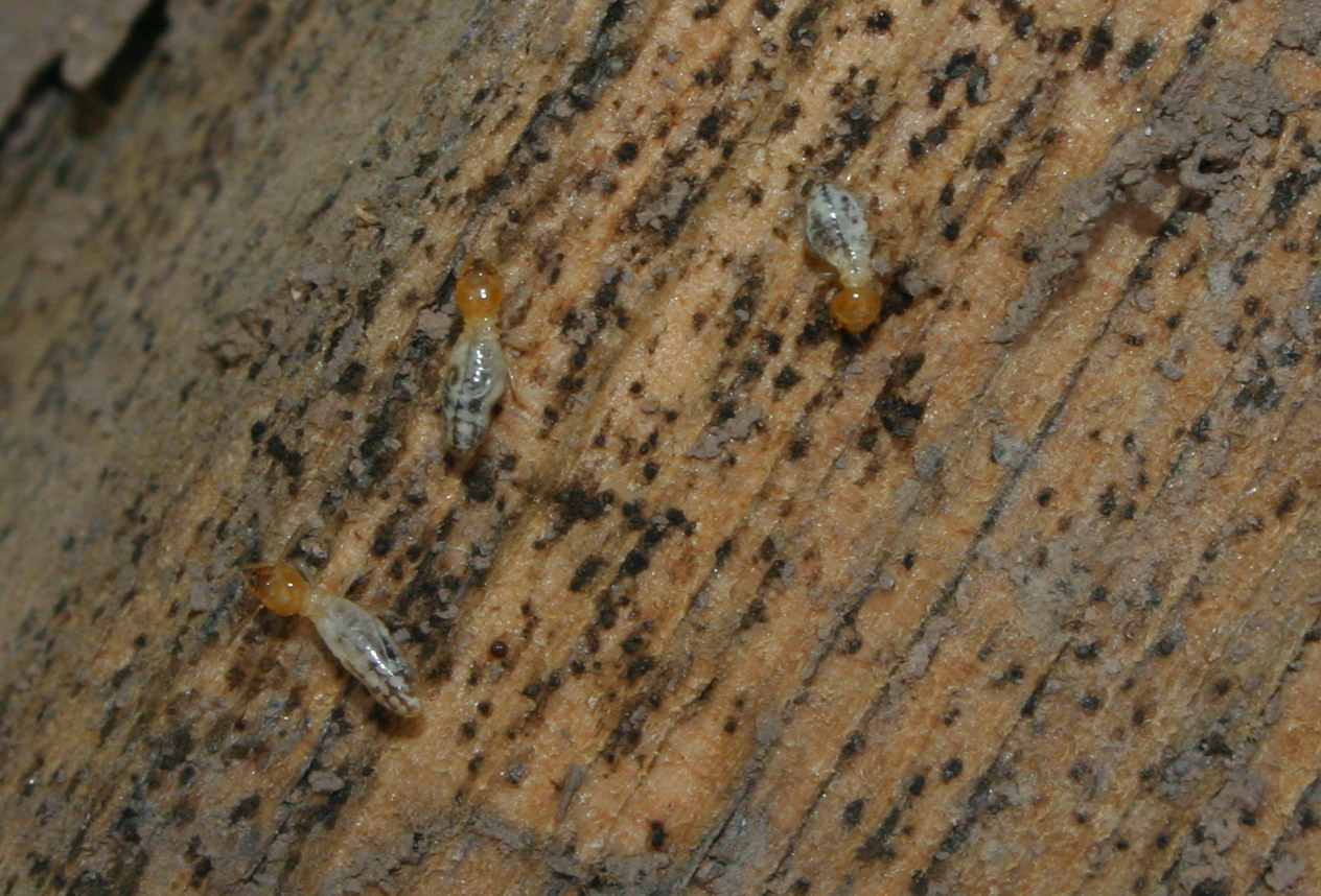 Picture of termites. Picture of termites.