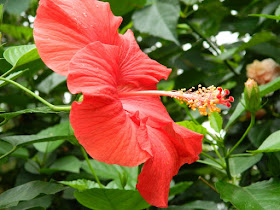 Red tropical hibiscus rosa-sinensis flower at the Allan Gardens Conservatory by garden muses-not another Toronto gardening blog