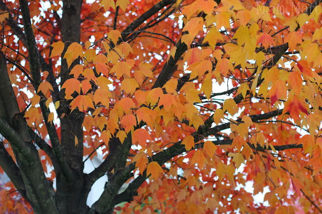 Fall in Illinois with orange tree leaves