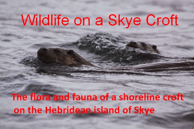 Wildlife on a Skye Croft
