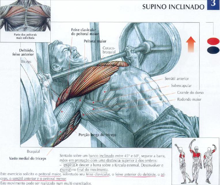 Cinara Polido: PEITORAL - CHEST