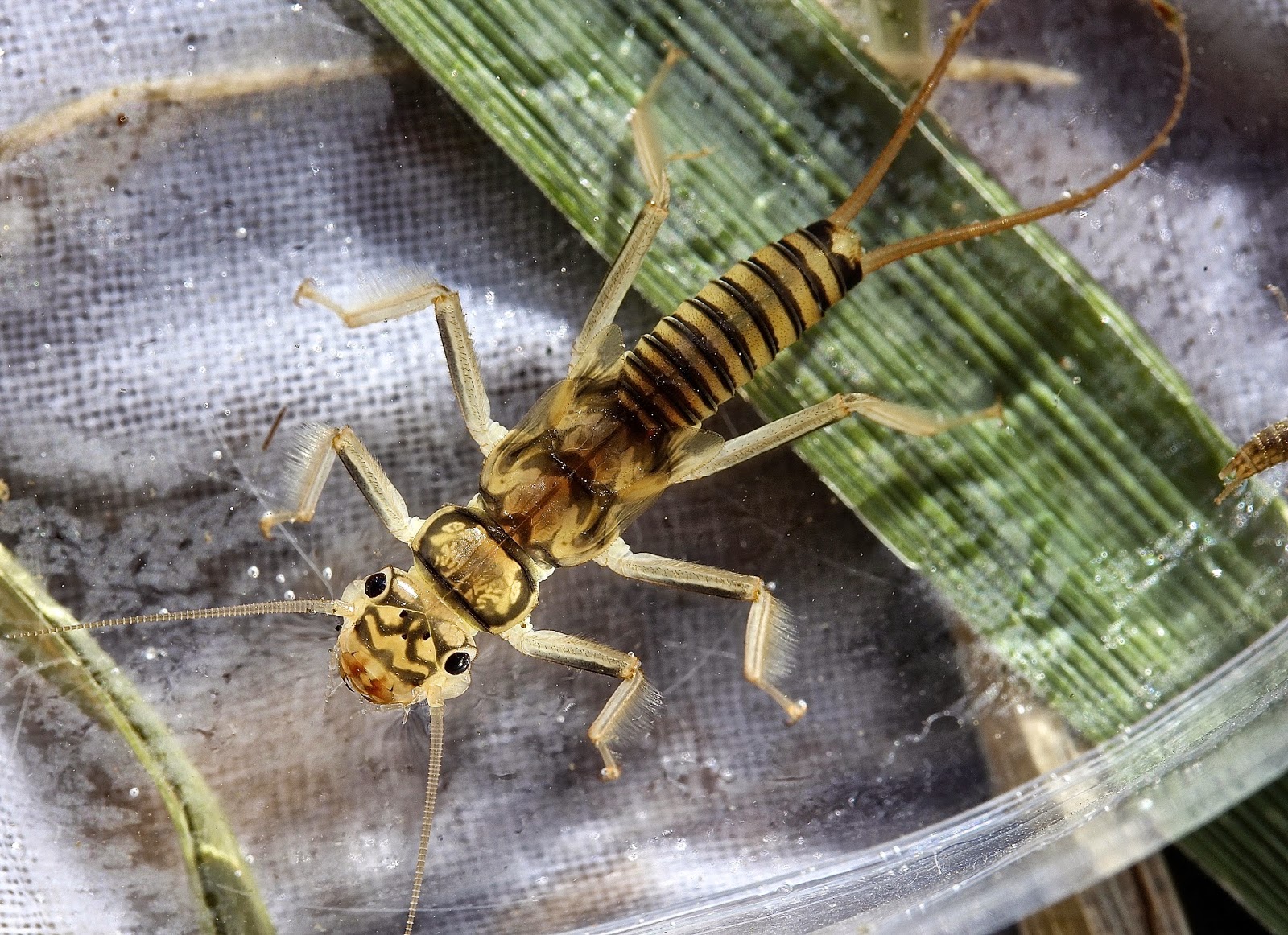 Aquatic Insects of Central Virginia: EPT Species List for Central ...