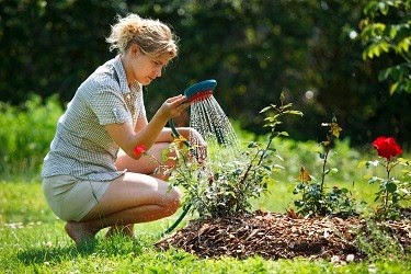 Rose Fertilization - the use of Rose Fertilizers Rose Fertilizers