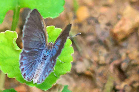 blue butterfly, wings folding,garden