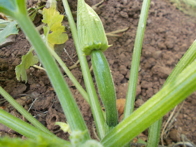Courgettes Watering and Harvesting: August on The 80 Minute Allotment 