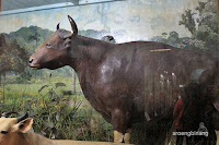 museum zoologi bogor
