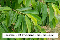 Daun Sirsak Daun Sirsak