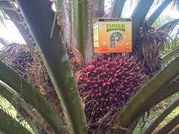 www,agenpupuksupernasa.com agen pupuk penyubur kelapa sawit
