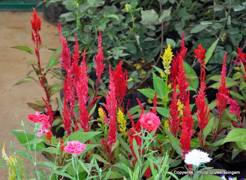 Images of Sri Lanka on Flower plants for sale, 'Waters