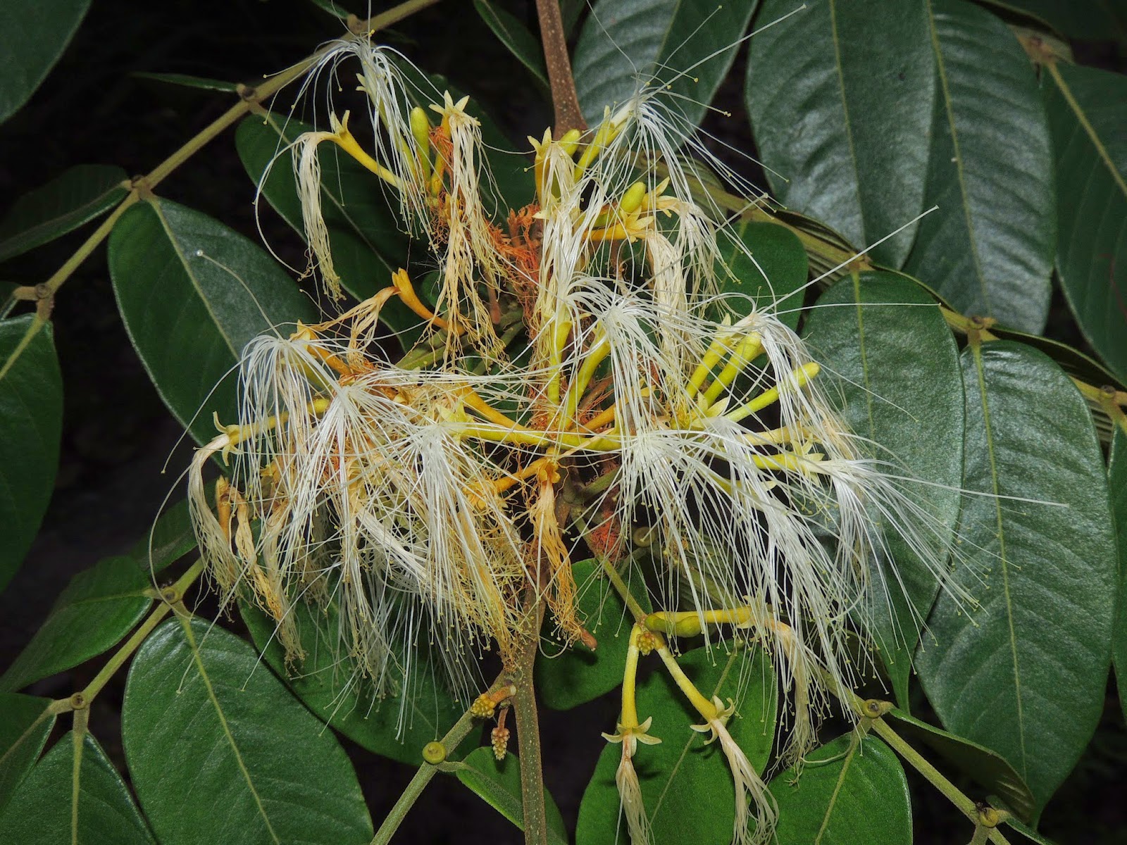 Fabaceae - Leguminosae no Brasil: Fabaceae - Inga thibaudiana DC.
