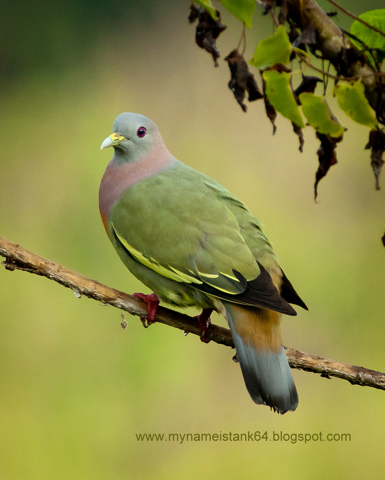 Birds of Malaysia @ mynameistank64: Pink-necked Green Pigeon (Treron