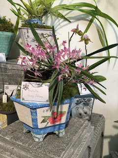 , Mostre primaverili: Horti di Veio e Monteporzio catone 2017, diarid'orchidee