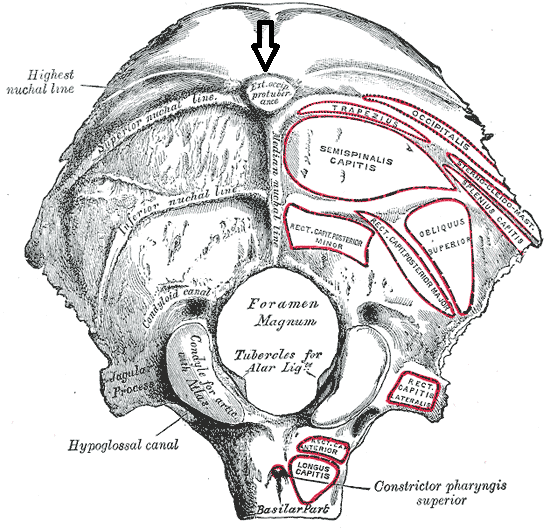 Human Anatomy Mcqs Postgraduation Entrance preparation: 60 - Inion