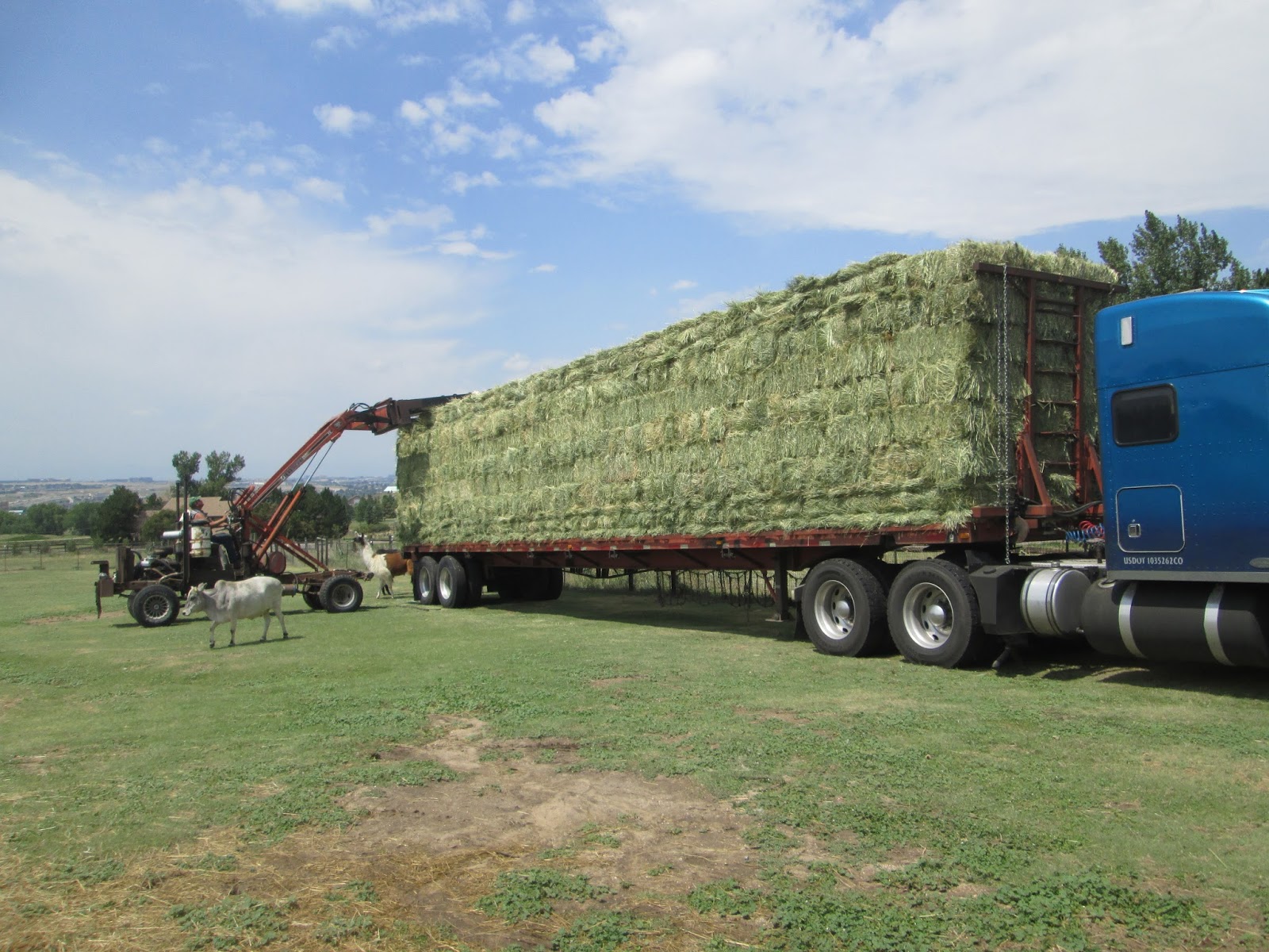 Animal Antics Fun with Rescued Animals Hay Delivery