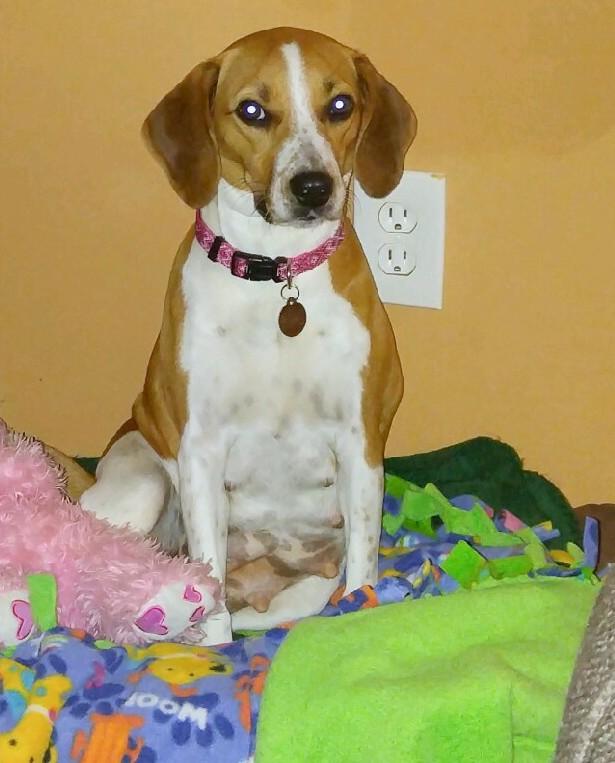 Time For Poodles And Friends Meet Sally from Kansas City