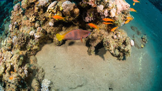 Egypt Red Sea Tours Egypt Red Sea Tours